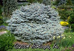 Picea Pungens Glauca (Blue Globe Spruce)