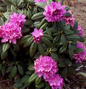Rhododendron (Roseum Elegans Rhododendron)