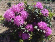 Rhododendron (Roseum Two Rhododendron)