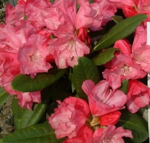 Rhododendron Yakushimanum (Rosy Dream Yakushimanum Rhododendron)