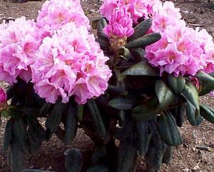 Rhododendron (Scintillation Rhododendron)