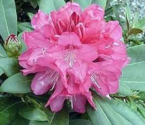 Rhododendron Yakushimanum (Sneezy Yakushimanum Rhododendron)