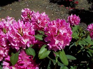 Rhododendron (Spring Dawn Rhododendron)