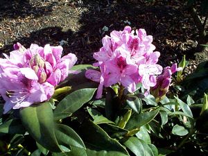 Rhododendron (Springtime Rhododendron)