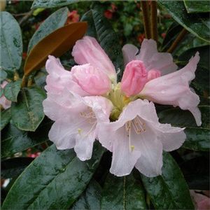 Rhododendron Yakushimanum (Teddy Bear Yakushimanum Rhododendron)