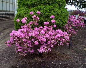 Rhododendron (Hardizer's Beauty Dwarf Rhododendron)