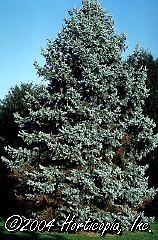 Picea pungens (Columnar Colorado Blue Spruce)