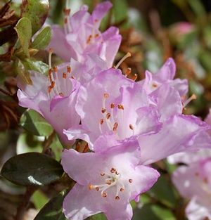 Rhododendron (Rose Elf Dwarf Rhododendron)