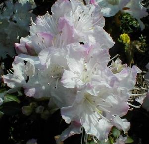 Rhododendron (Wind Beam Dwarf Rhododenron)