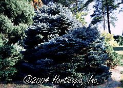 Picea pungens (Thume Dwarf Colorado Blue Spruce)