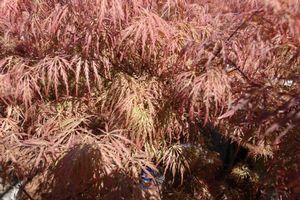 Acer palmatum (Inabe Shidare Japanese Maple)