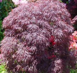 Acer palmatum (Red Select Japanese Maple)