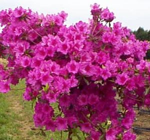 Azalea (Purple Splendor (Gable) Azalea)