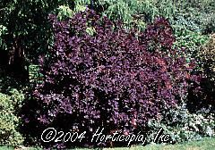 Cotinus coggygria (Royal Purple Smokebush)