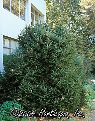 Picea sitchensis (Papoose Dwarf Sitka Spruce)