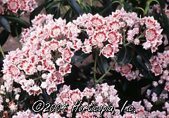 Kalmia latifolia (Carousel Mt. Laurel)