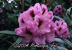 Rhododendron (A Bedford Rhododendron)