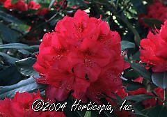 Rhododendron (America Rhododendron)