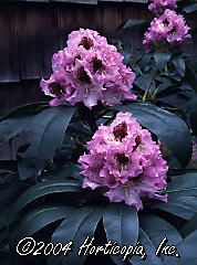 Rhododendron (Blue Peter Rhododendron)