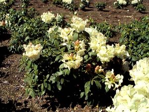 Rhododendron (Butterfly Rhododendron)