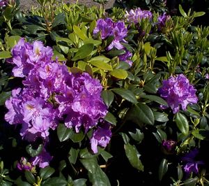 Rhododendron (Cat Boursault Rhododendron)