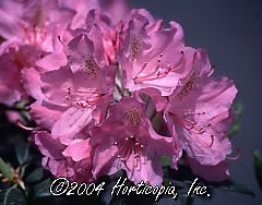 Rhododendron (Catawbiense Grandiflorum Rhododendron)