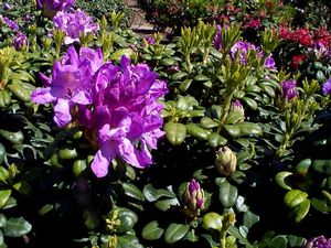 Rhododendron (Daphnoides Rhododendron)