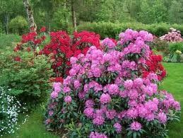 Rhododendron (English Roseum Rhododendron)