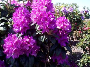 Rhododendron (Anah Kruschke Rhododendron)