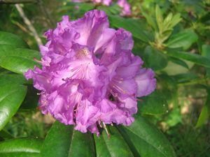 Rhododendron (Everestianum Rhododendron)