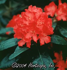 Rhododendron (Hellikki Rhododendron)