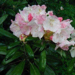 Rhododendron Yakushimanum (Happy Yakushimanum Rhododendron)