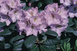 Rhododendron (Lavender Princess Rhododendron)