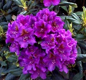 Rhododendron (Lee's Dark Purple Rhododendron)
