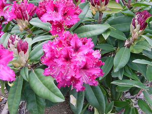 Rhododendron (Marie Fortie Rhododendron)