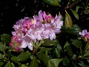 Rhododendron (Parsons Gloriosum Rhododendron)