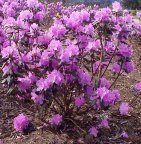 Rhododendron ('PJM' Rhododendron)