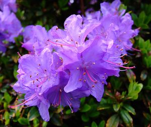 Rhododendron (Blue Diamond Rhododendron)