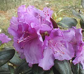 Rhododendron (Northern Starburst Rhododendron)