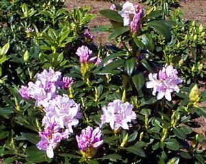 Rhododendron (President Lincoln Rhododendron)