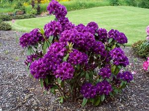 Rhododendron (Purple Splendor Rhododendron)