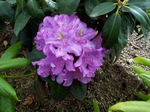 Rhododendron (Catawbiense Roseum Superbum Rhododendron)