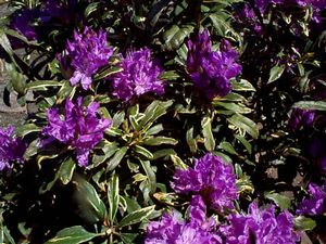 Rhododendron (Silver Edge Rhododendron)