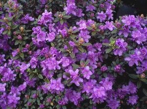 Rhododendron (Purple Gem Dwarf Rhododendron)