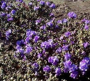 Rhododendron (Sapphire Dwarf Rhododendron)