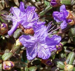 Rhododendron (Ocean Lake Dwarf Rhododendron)