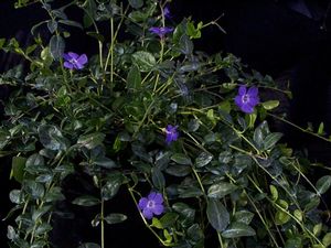 Vinca minor (Dwarf Blue Periwinkle)