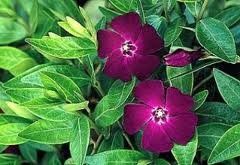 Vinca minor (Wine Periwinkle)