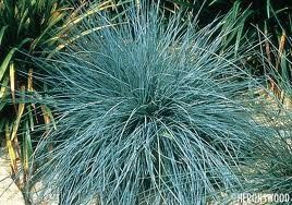 GR Festuca ovina glauca (Elijah's Blue Fescue Grass)