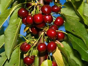 Fruit Prunus avium (Black Tartarian Cherry Dwarf Tree)